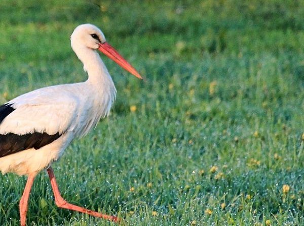 La Cañada de los Pájaros