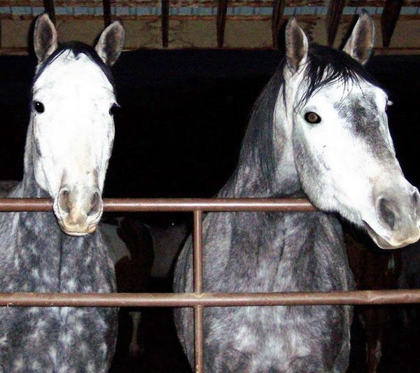 Jerez y al espectáculo de los caballos andaluces desde Sevilla