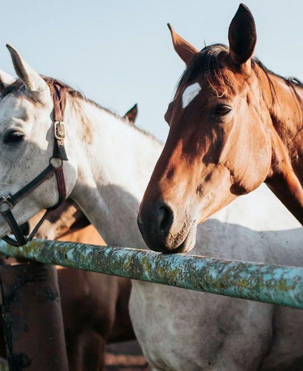 Paseos a caballo en Doñana
