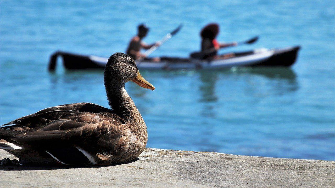 Kayaking on the Guadalquivir, Seville