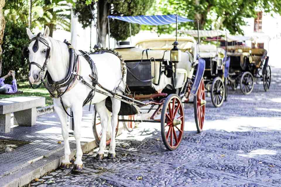 Alquiler de coches de caballos en Córdoba