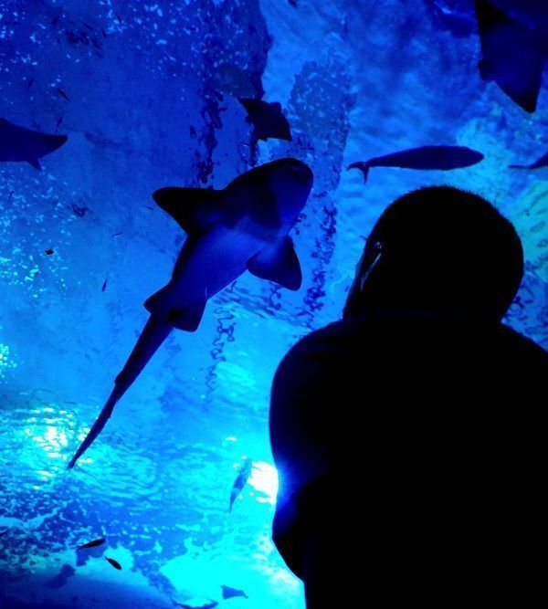 El acuario de Sevilla