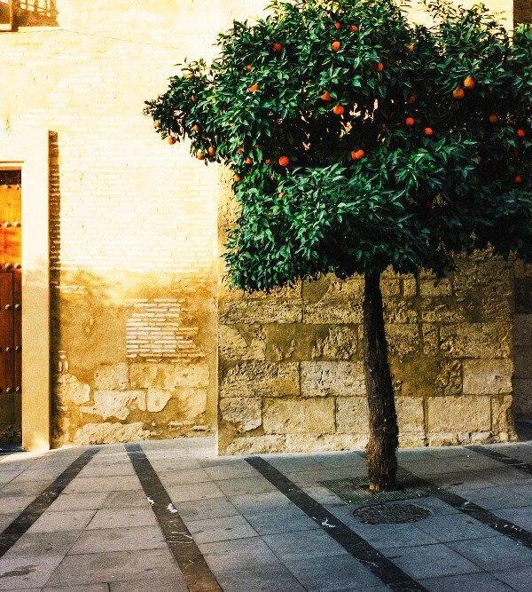 Visita guiada por la naturaleza urbana en Sevilla